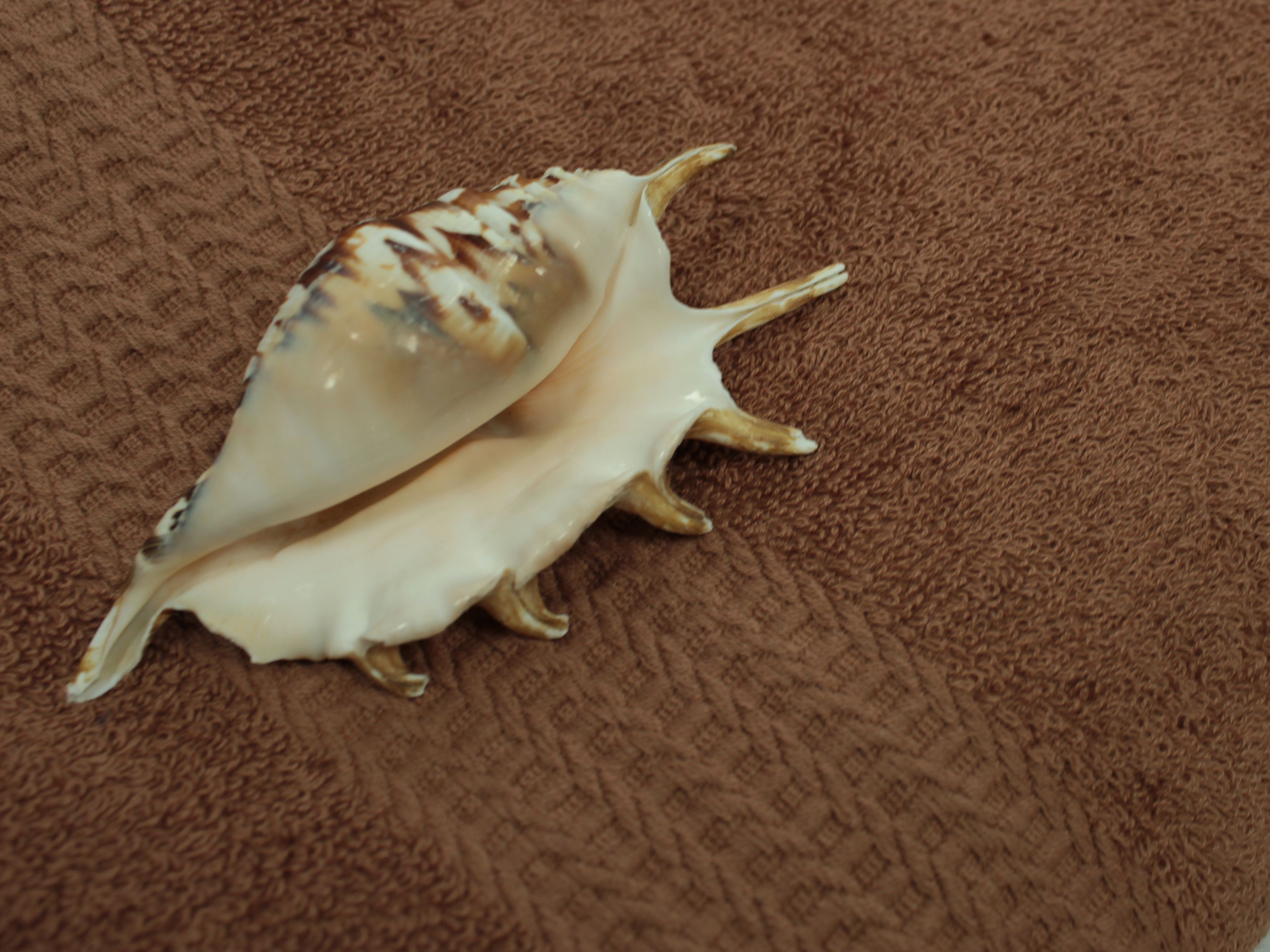 картинка Сетка Gold Line FB Selanik-w/300 Set ut 